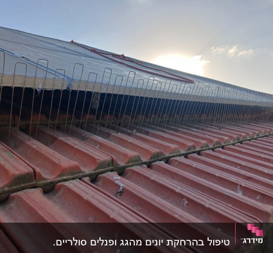 דוקרנים על גג למניעת יונים